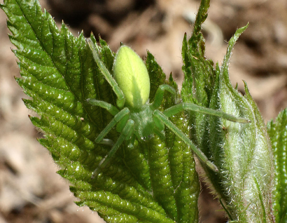 Micrommata virescens - Velate (MB)